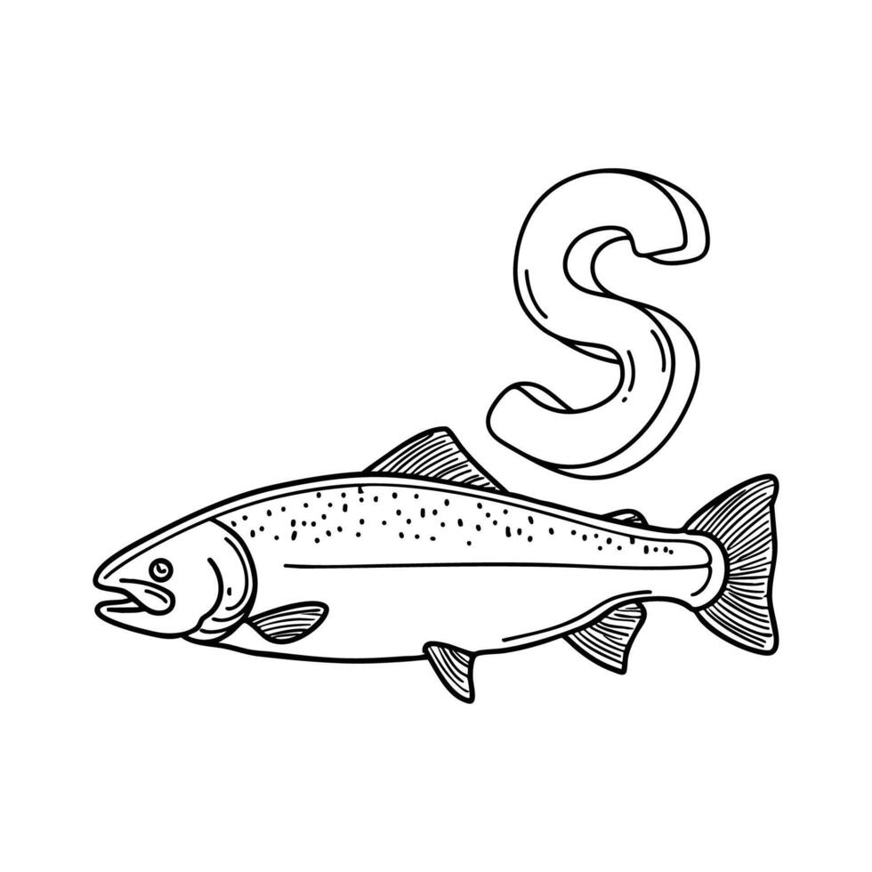 An illustration of letter S stand for Salmon vector