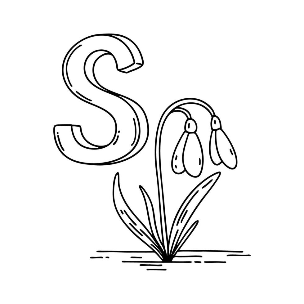 An illustration of letter S stand for Snowdrop vector