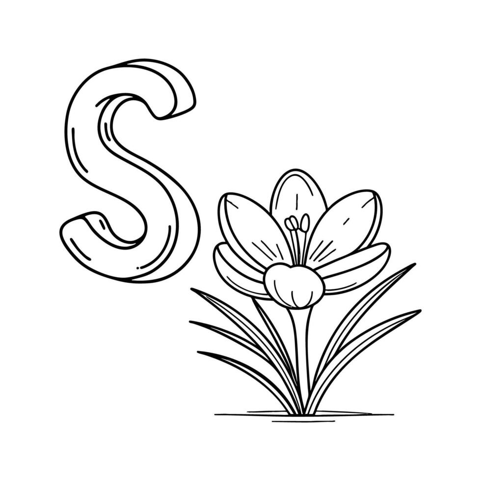 An illustration of letter S stand for Saffron crocus vector