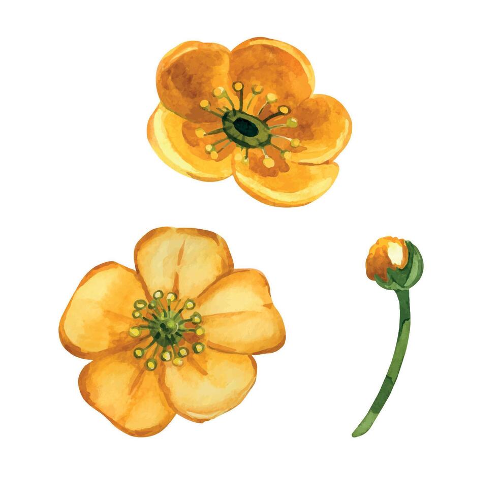 Yellow buttercup, buttercup buds with green stem, all objects are hand-drawn with watercolor. Set of watercolor illustrations. For printing on fabric, paper, for designing postcards, invitations vector