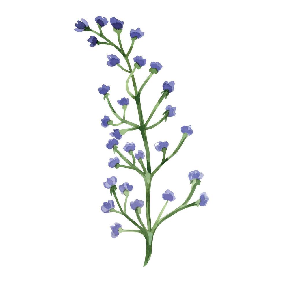 Purple meadow flowers, hand-drawn in watercolor and isolated on a white background. Watercolor illustration. Suitable for printing on fabric, paper, for designing cards and invitations vector