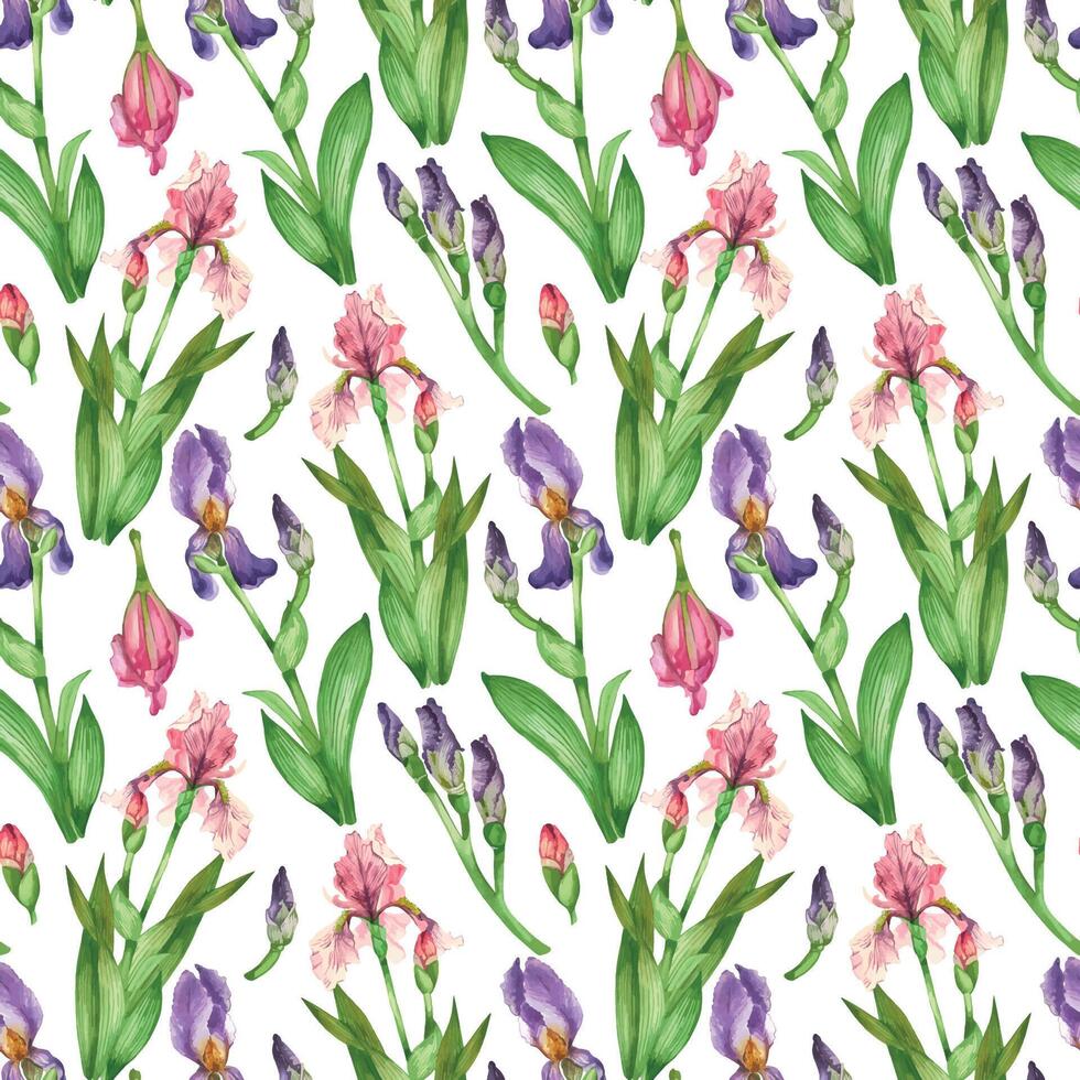 Pink and purple irises, flower buds, leaves, all objects are hand-drawn with watercolors. Watercolor seamless pattern. Suitable for printing on fabric vector