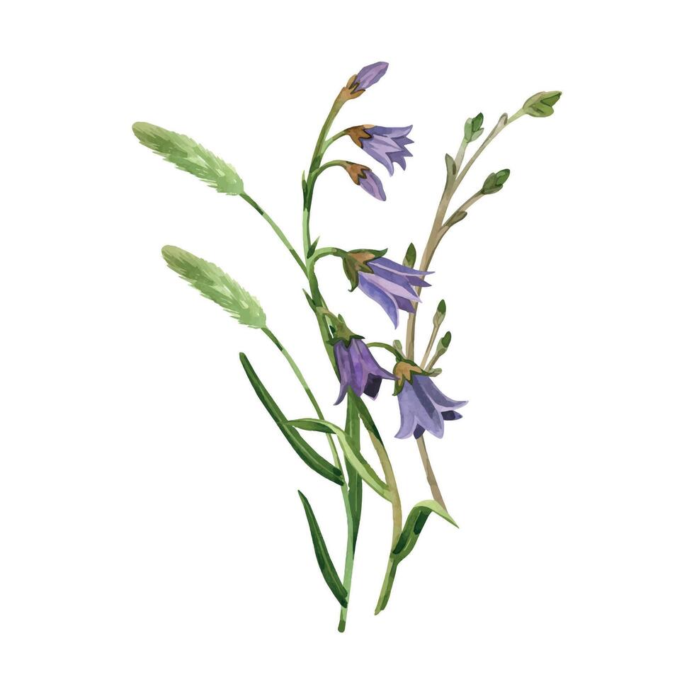 Flower bouquet of meadow flowers, purple bells, timothy grass, young branches with buds, all objects are hand-drawn with watercolors. Watercolor illustration. For printing on postcards, invitations vector