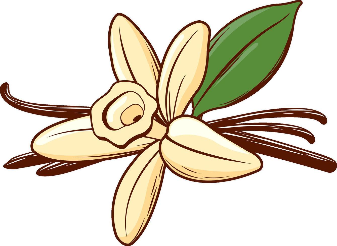 Vanilla flower with dried vanilla sticks. Natural aromatic flavor ingredient for food and sweets cooking. vector