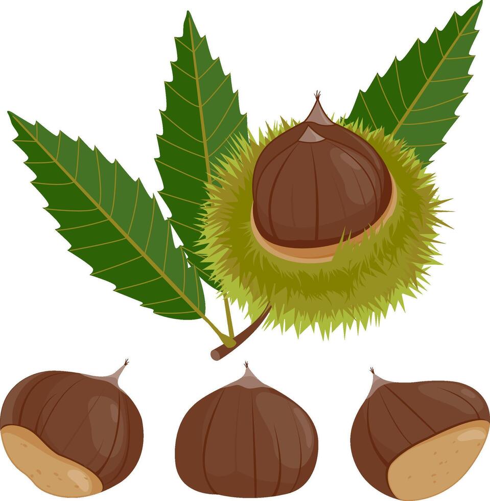 Sweet chestnut plant and fruit. Chestnut husk, split open to reveal the fruit. vector