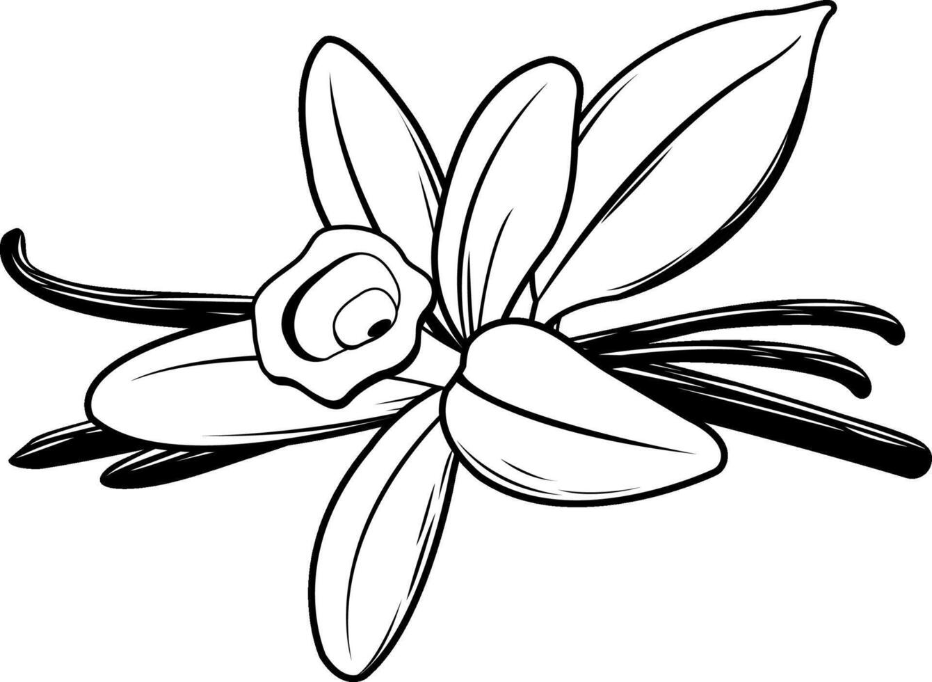 Vanilla flower and pod. Aromatic seasoning ingredient for cooking and sweet baking. Natural aromatic flavor ingredient for food and sweets cooking. Black and white illustration vector