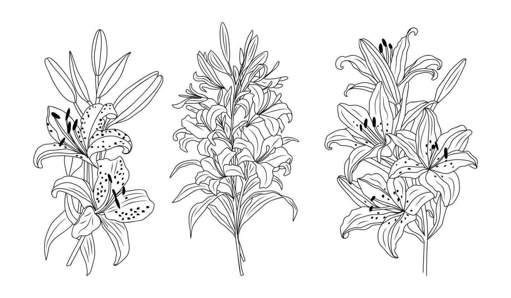 Set of Lily flowers line art illustration vector
