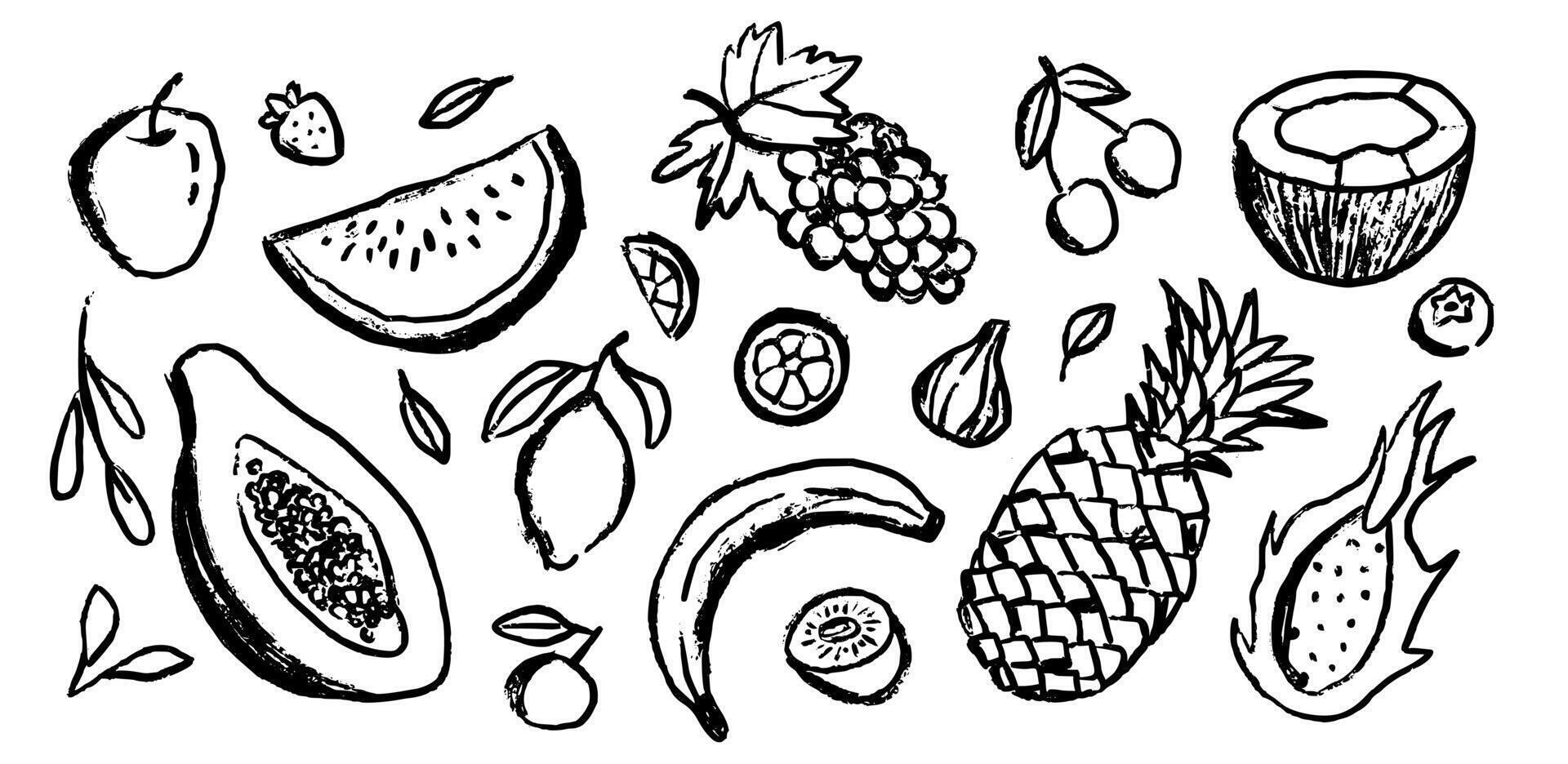 Set of tropical fruit in ink doodle style. Abstract healthy food sketches in minimalist ink chalk or charcoal style. vector