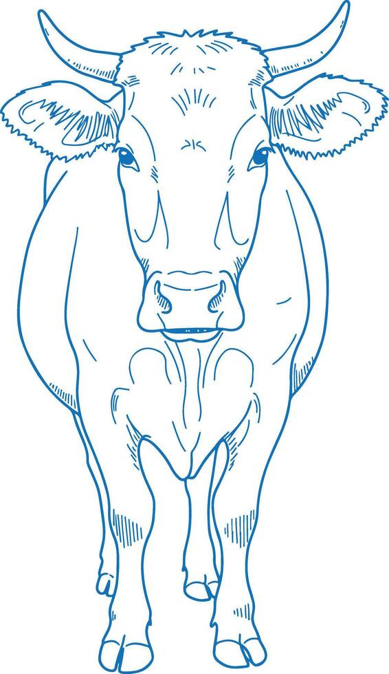 Vintage Rustic Hand Drawn Cow Illustration Featuring Detailed Farm Animal Art Black and White Cattle Drawing vector