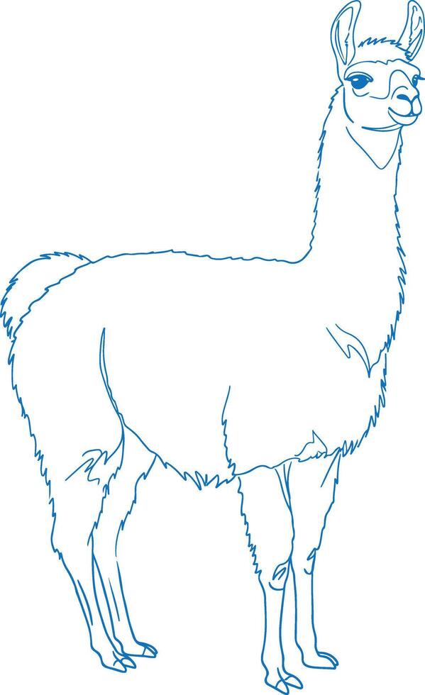 Minimal simple hand drawn llama side view illustration in elegant line art design with modern and graceful aesthetics vector