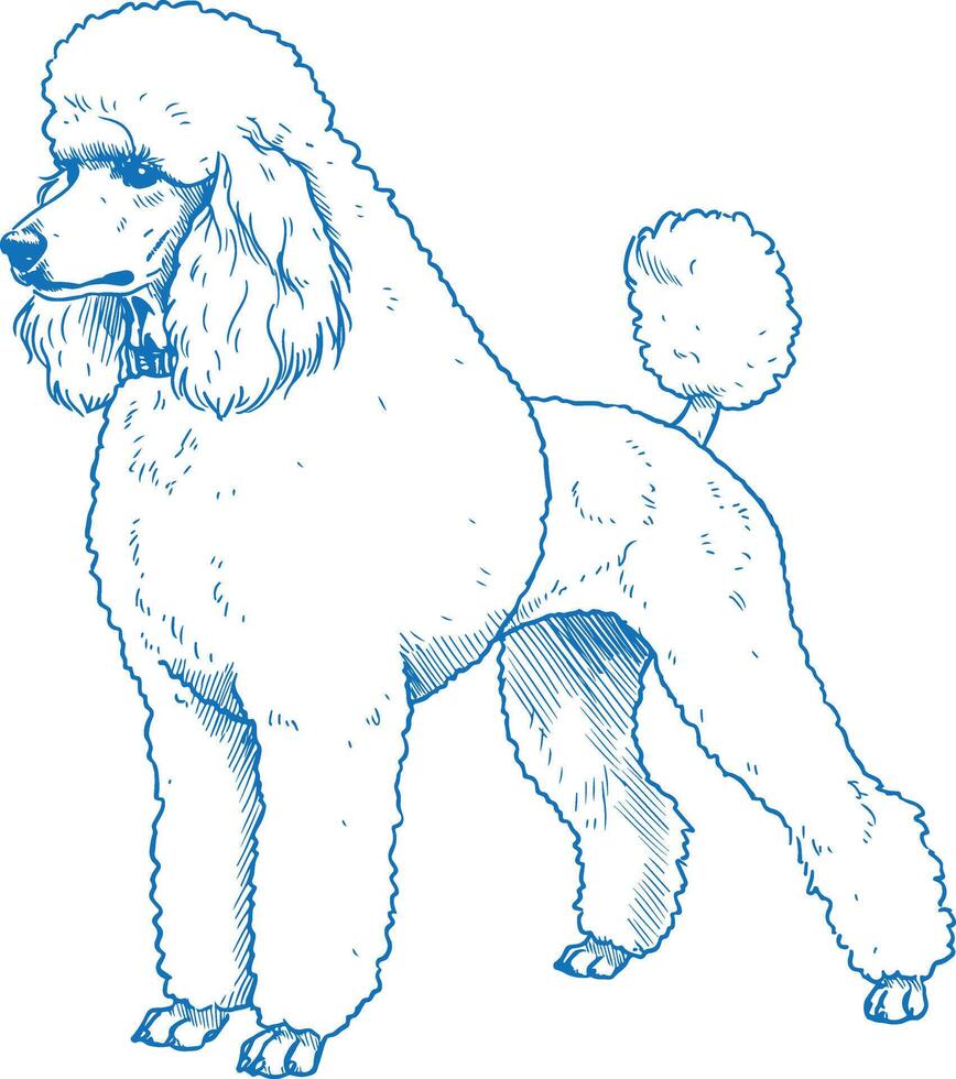 Elegant Poodle Dog Illustration with Fluffy Fur and Refined Posture, Ideal for Pet Lovers, Dog Merchandise, and Elegant Animal Art vector
