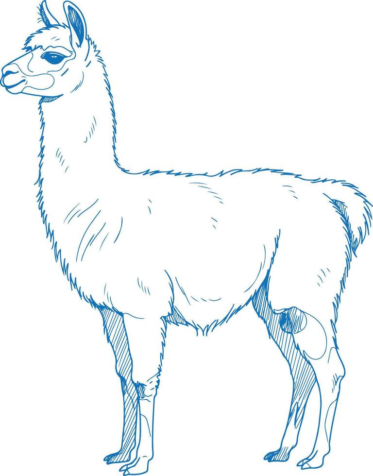 Clean minimal side look hand drawn llama illustration in elegant monoline style perfect for modern decor and design vector