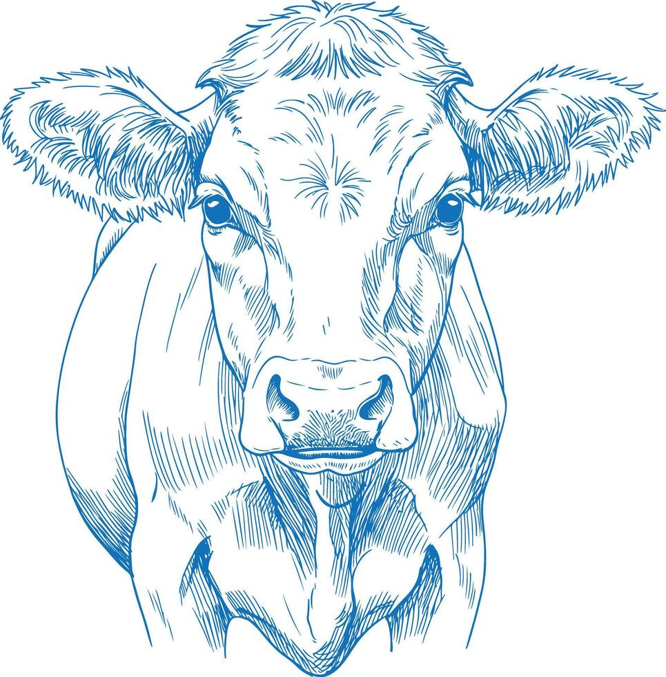 Highly Detailed Vintage Style Cow Drawing Hand Drawn Rustic Farm Illustration Black and White Farm Animal Sketch vector