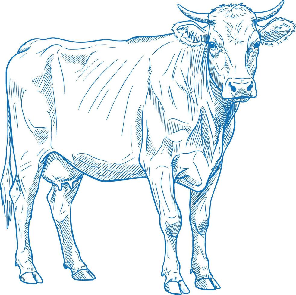 Exquisite Hand Drawn Cow Illustration in Vintage Rustic Style Black and White Cattle Artwork for Country Decor Traditional Farm Animal Sketch vector