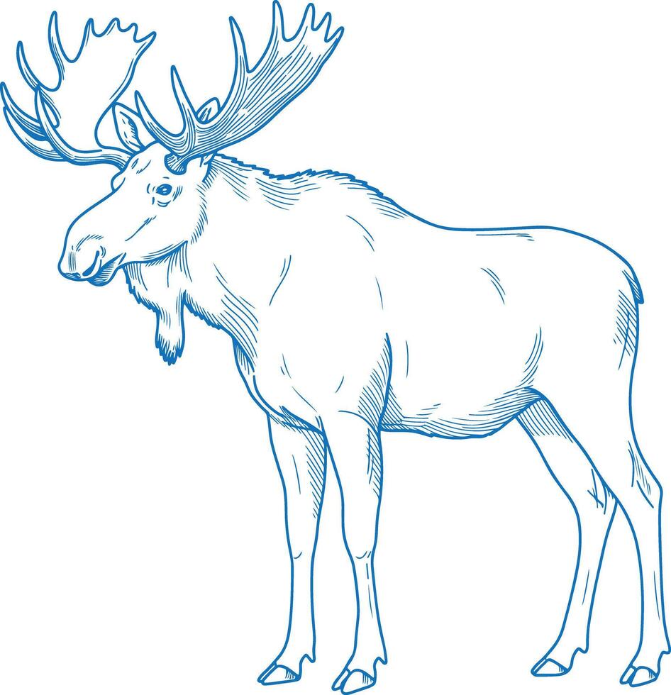 Simple minimal hand drawn moose illustration featuring side view with elegant line art and modern wildlife design elements vector