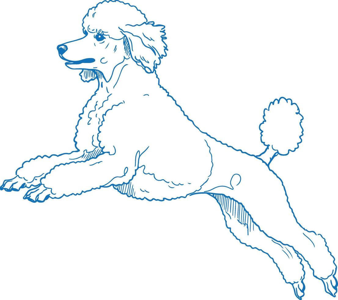 Art of a Poodle Dog in Playful Stance, Featuring Detailed Fur and Cheerful Expression, Perfect for Pet Illustrations and Merchandise vector