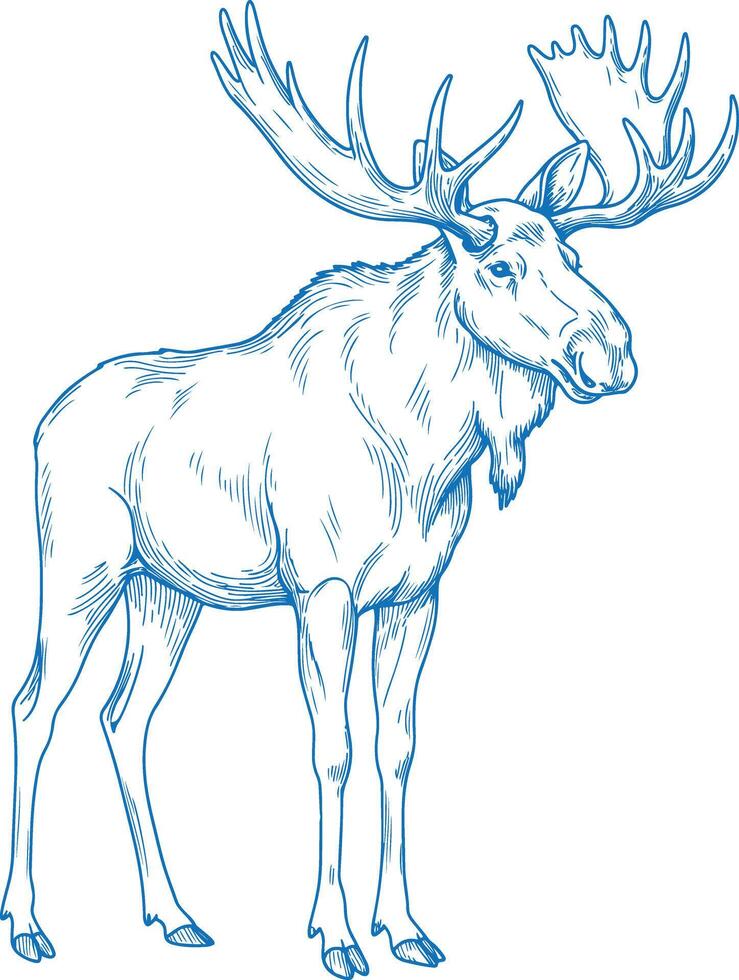 Simple minimal hand drawn side view moose illustration in clean monoline style ideal for modern wildlife graphic design vector