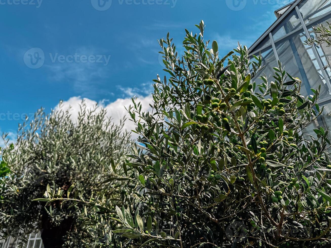 Tree with green leaves is in front of a building photo