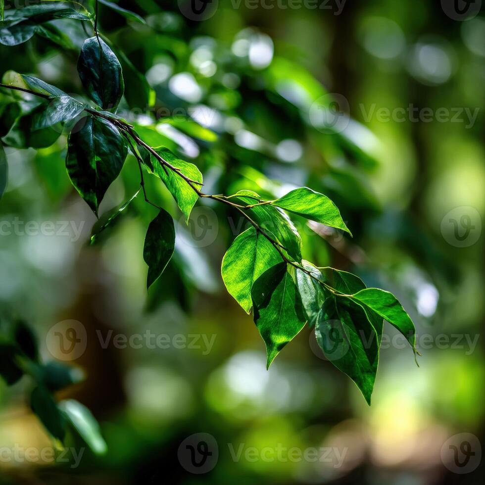 A close up of green leaves on a tree photo
