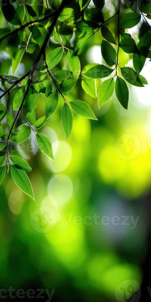 Lush green leaves sway gently in the dappled sunlight of spring photo