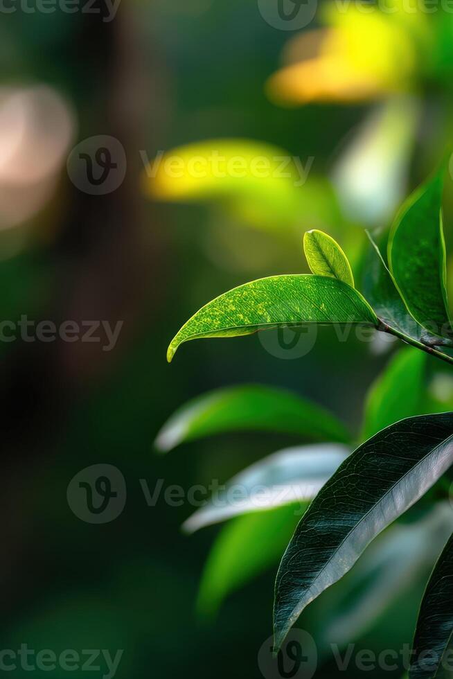 A close up of a green leaf on a tree photo