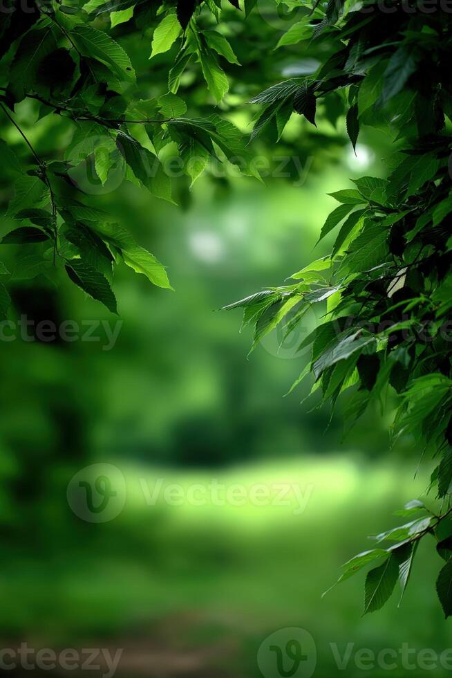 Lush green foliage frames a serene landscape in a tranquil forest photo