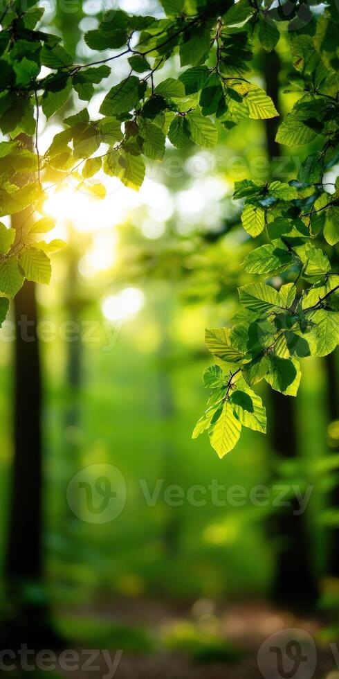 Lush greenery embraces sunlight in an enchanting forest setting photo