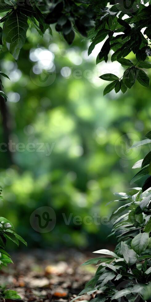Lush greenery inviting exploration in a serene forest setting photo