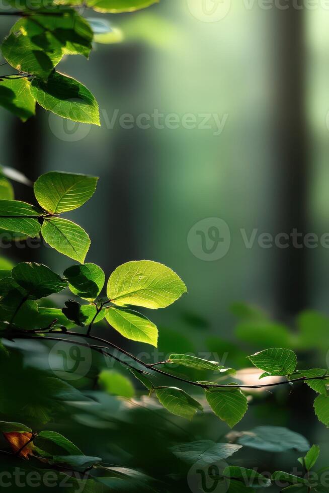 Sunlight filtering through leaves in a tranquil forest setting photo