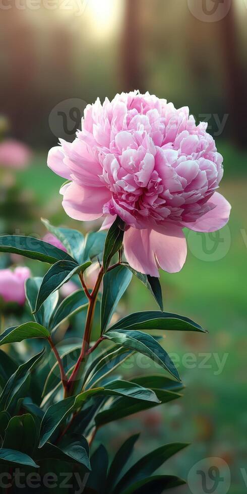 Blooms of peony flowers in a tranquil garden setting photo