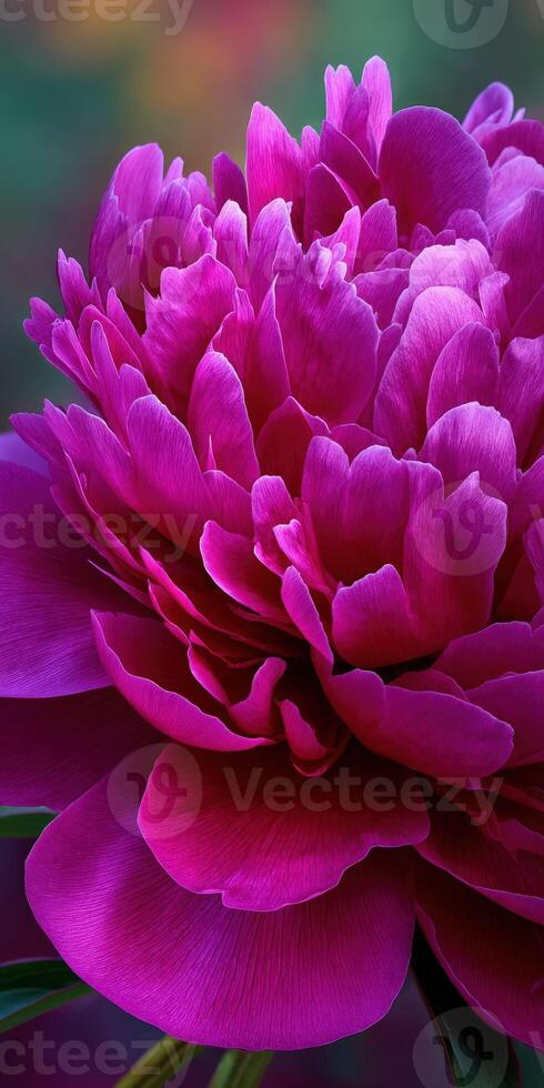 Vibrant peony flower blooms in rich colors photo