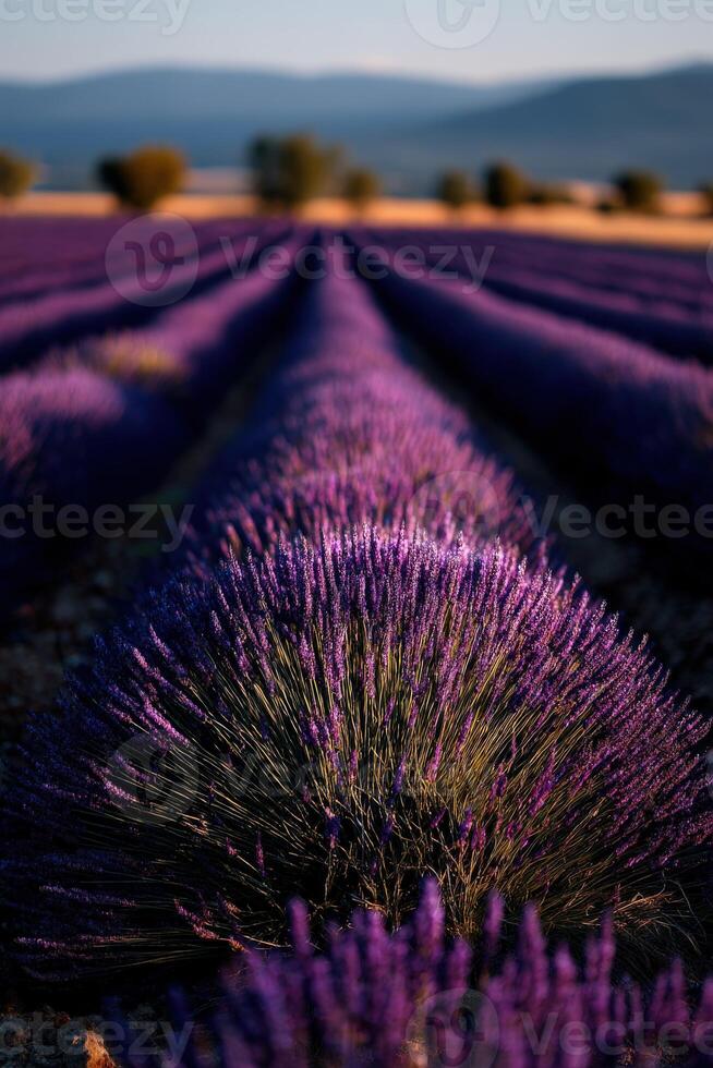 Lavender fields bloom under the golden sunlight photo