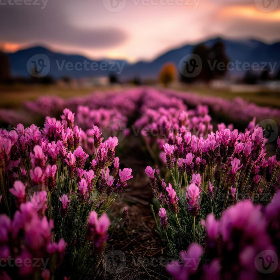 Sunset over a blooming lavender field photo