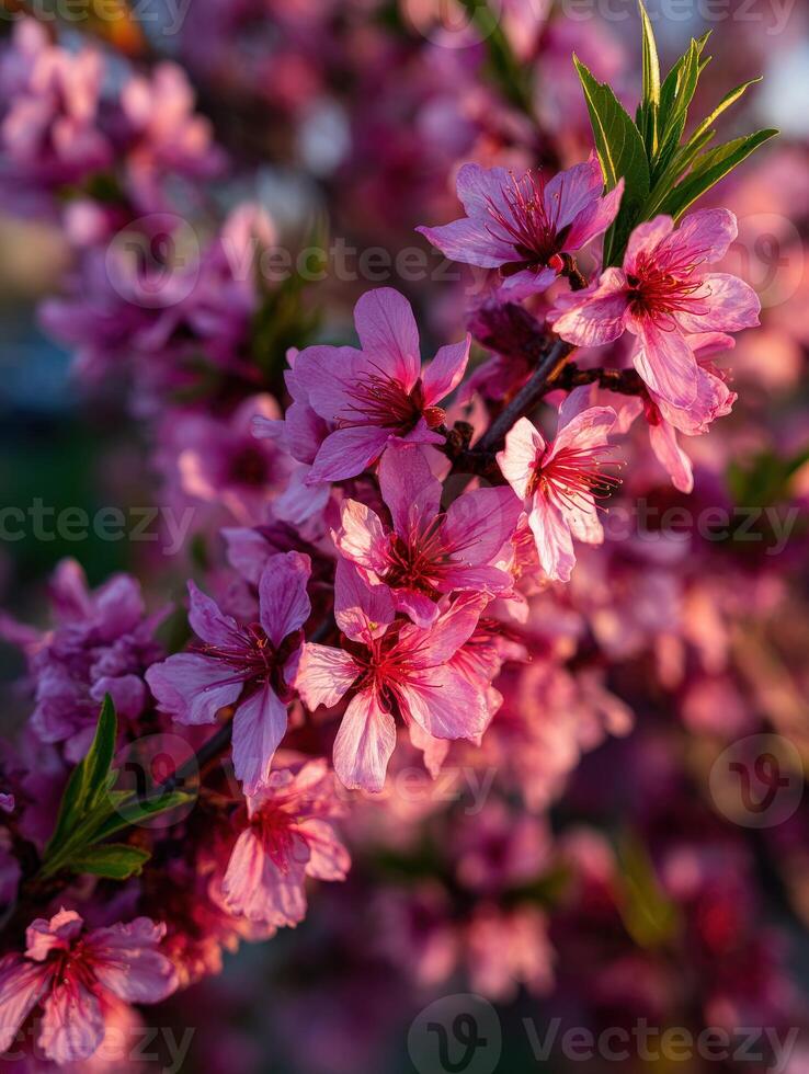 A close up of a pink flowering tree photo