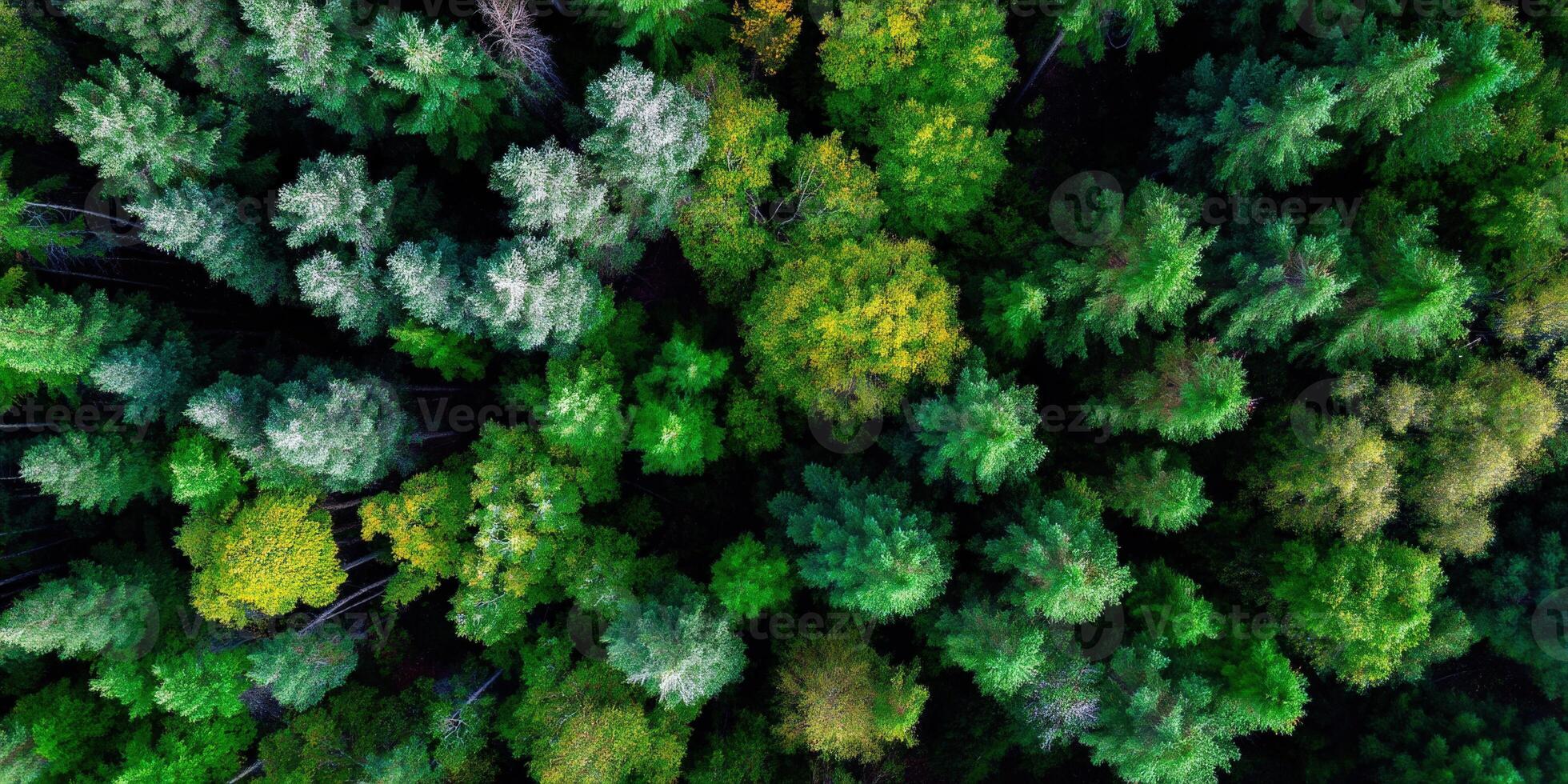 Lush green forest viewed from above during daytime photo