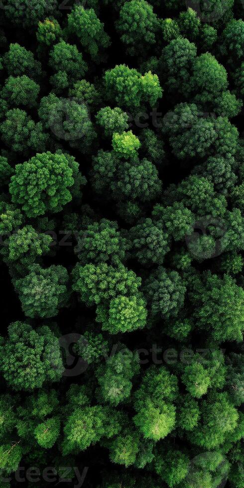 Exploring a vibrant canopy of lush green trees photo