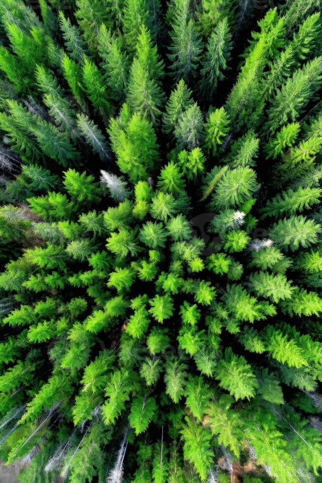 Lush green forest canopy from above during daytime photo