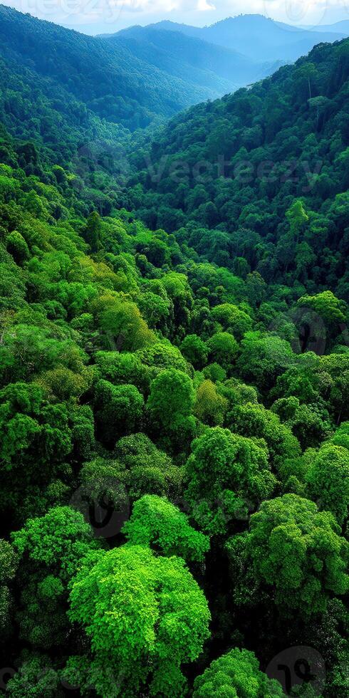 Verdant forest landscape revealing lush green valleys photo