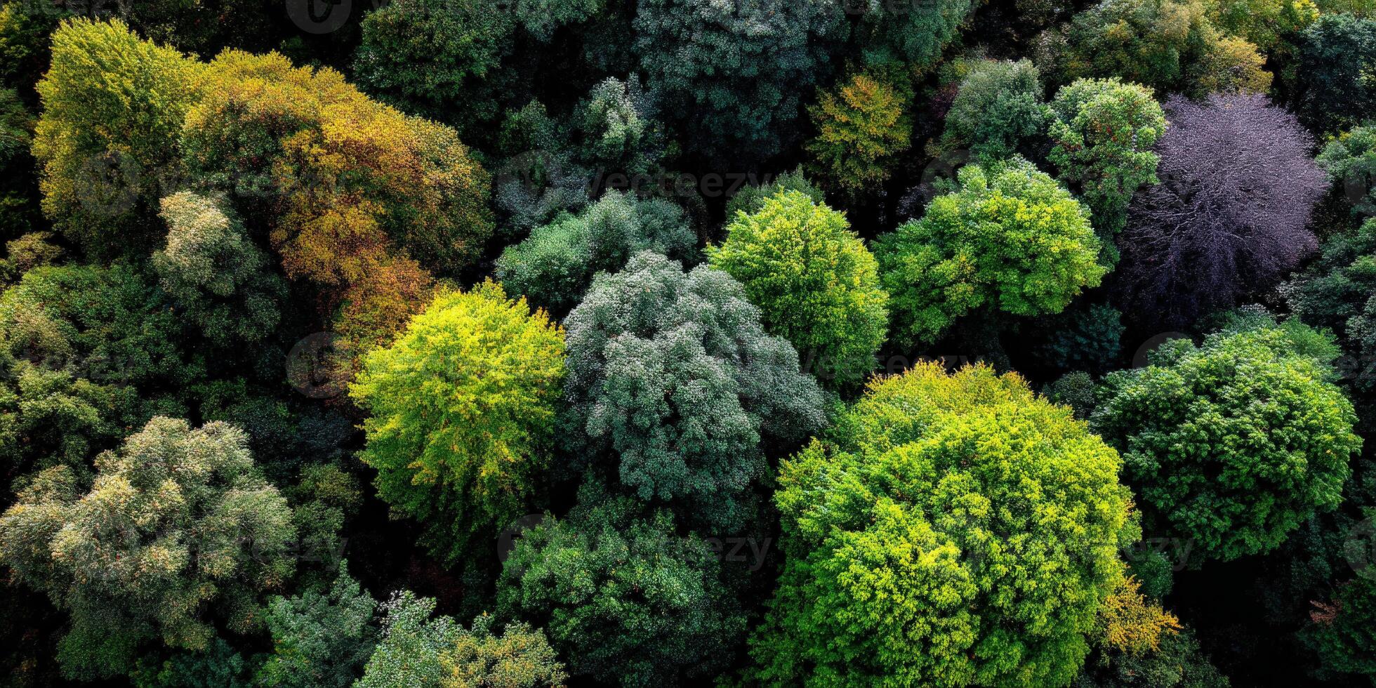 Vibrant green canopy of diverse woodland trees photo