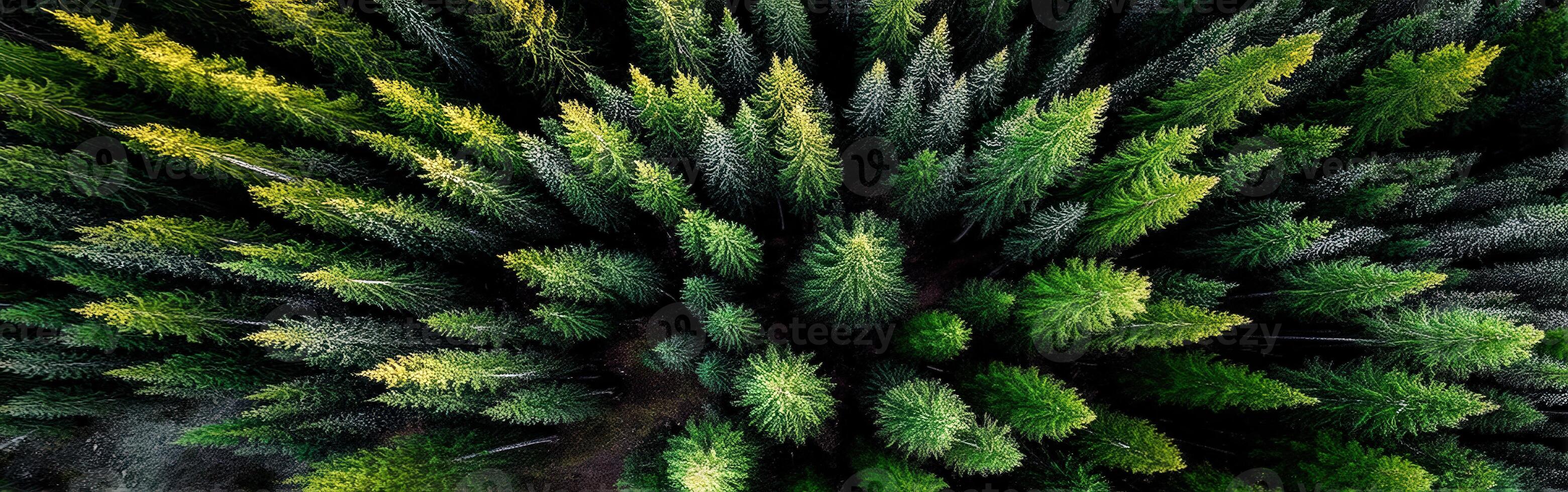 Lush green forest captured from above during daytime photo