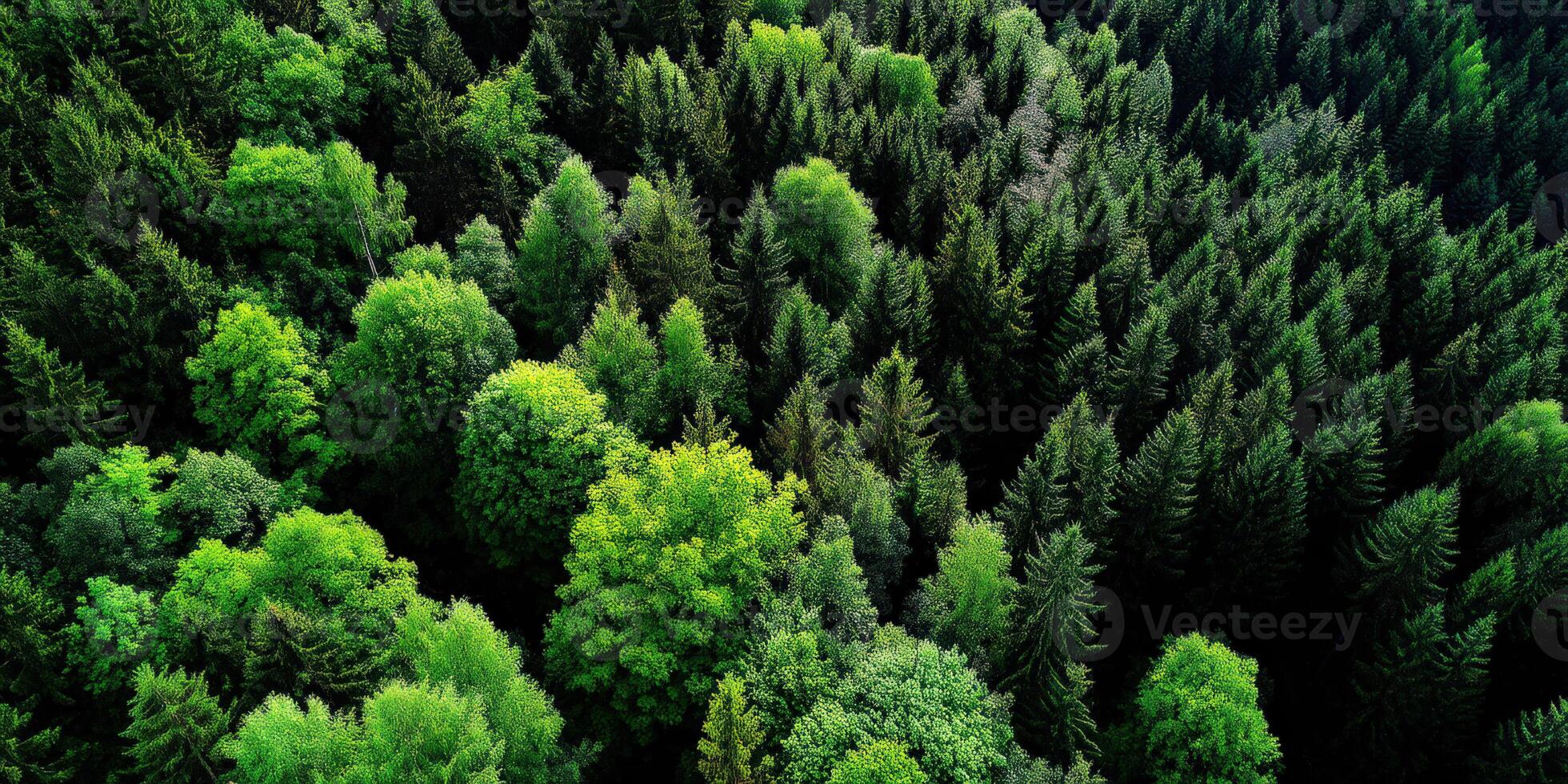 Lush green forest canopy viewed from above in nature photo