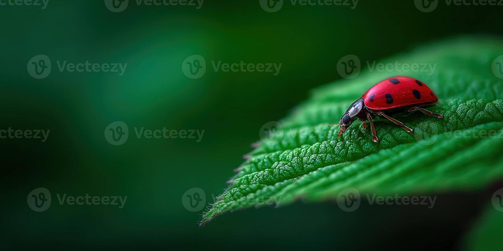 Colorful ladybug resting on a green leaf photo