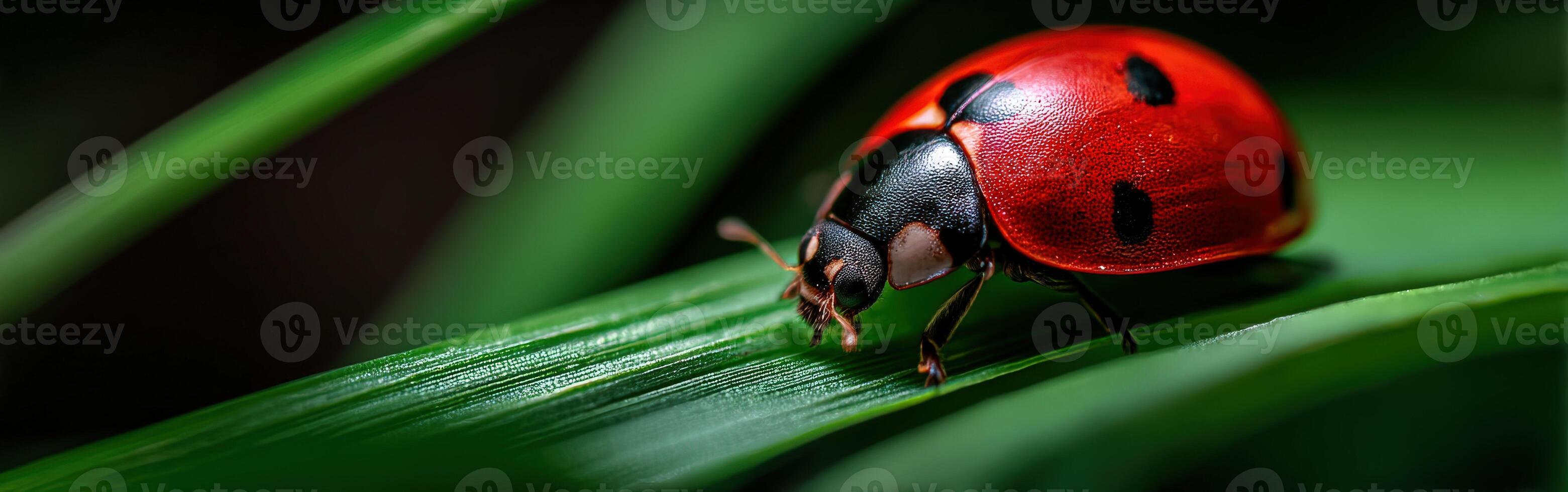 Ladybug on green leaf in a vibrant natural setting photo