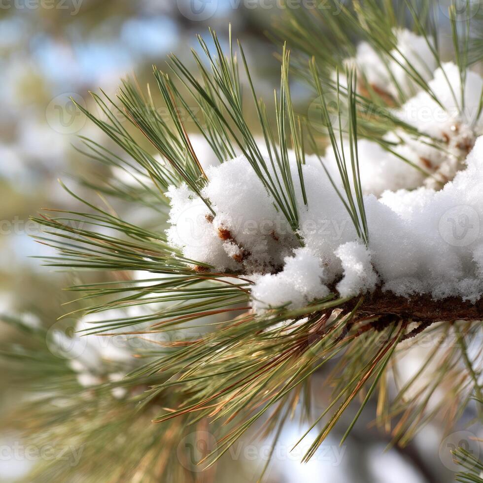 Snow-covered pine branches in winter landscape photo