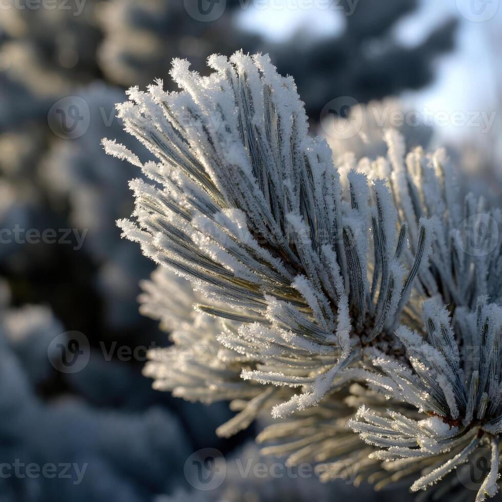 Snow-covered pine branches glimmering in sunlight photo