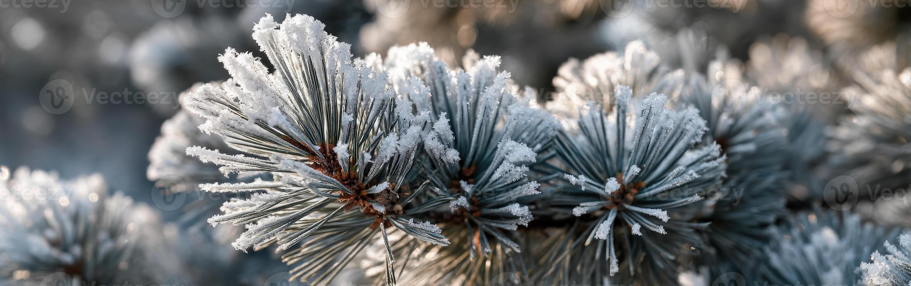 Pine branches glisten with frost in morning light photo