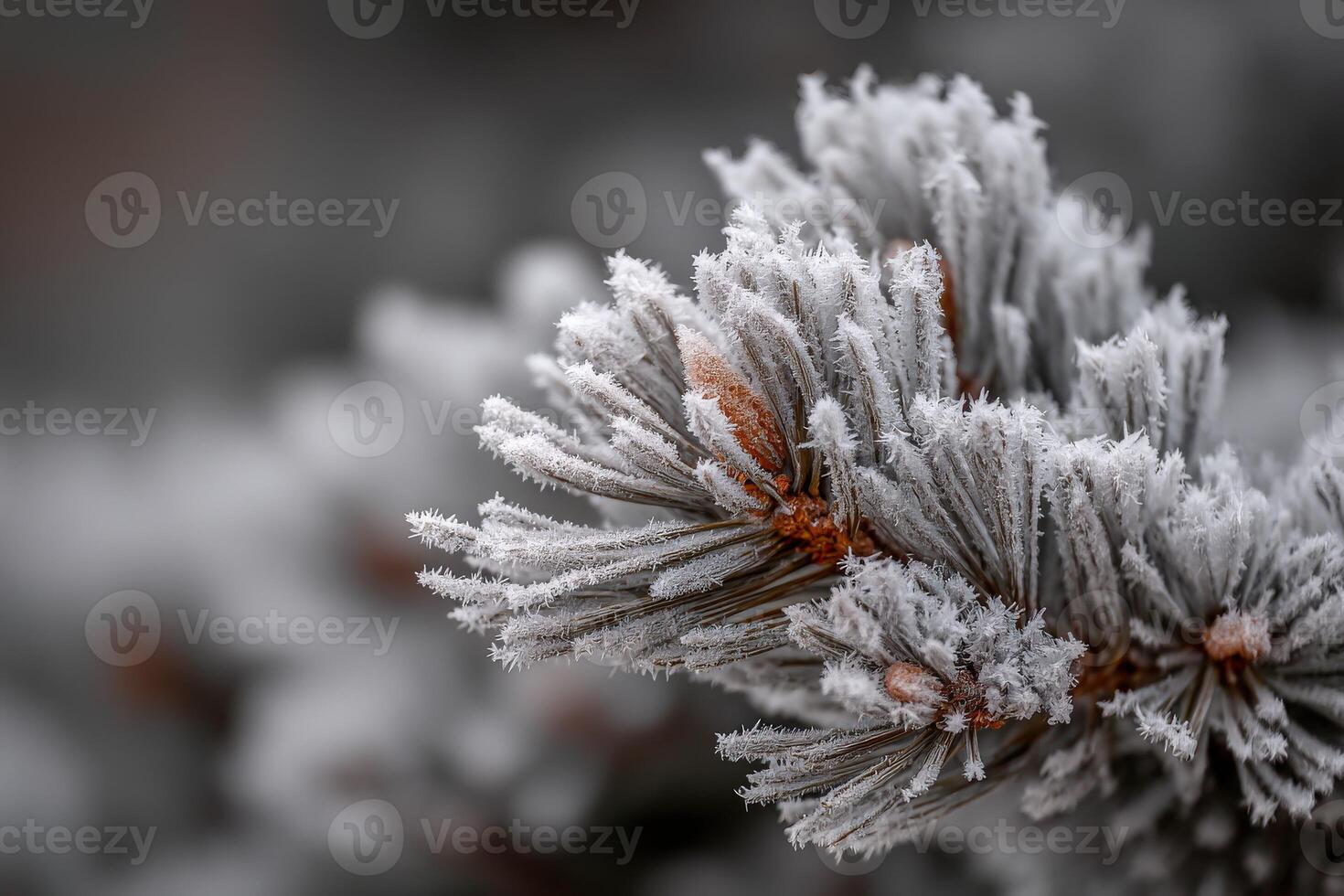 Frost-covered pine branches gleam in winter light photo