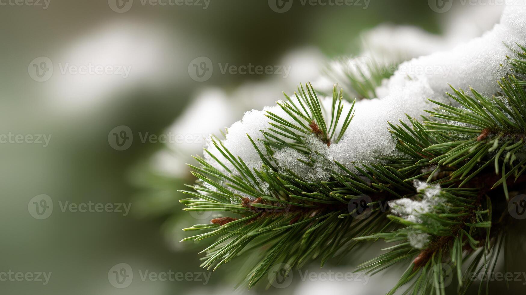 Snow-covered evergreen branches with nature backdrop photo