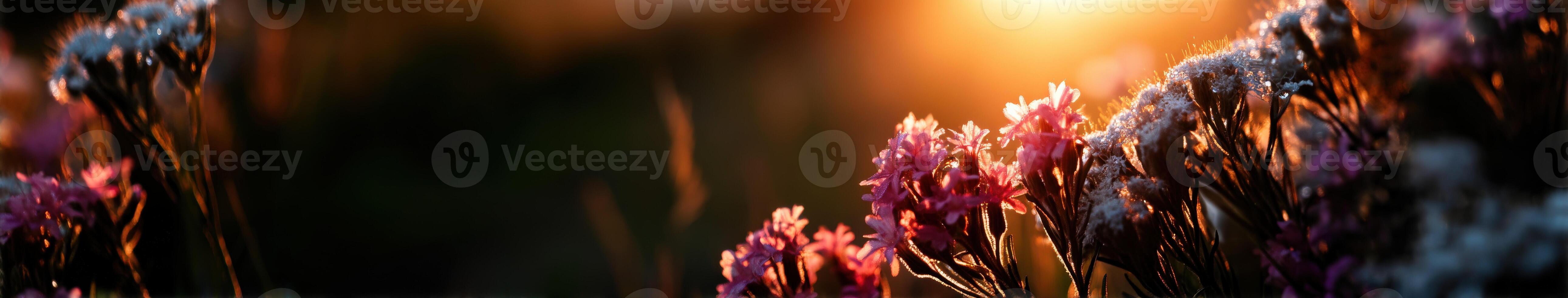 Bright wildflowers basking in warm golden sunlight photo