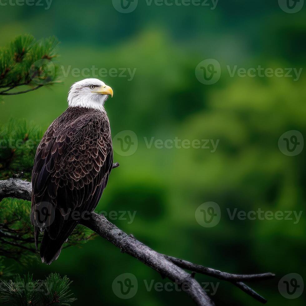 Bald eagle perched on a tree branch in serene nature photo